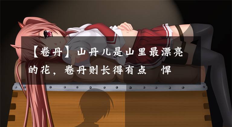 【卷丹】山丹儿是山里最漂亮的花，卷丹则长得有点慓悍