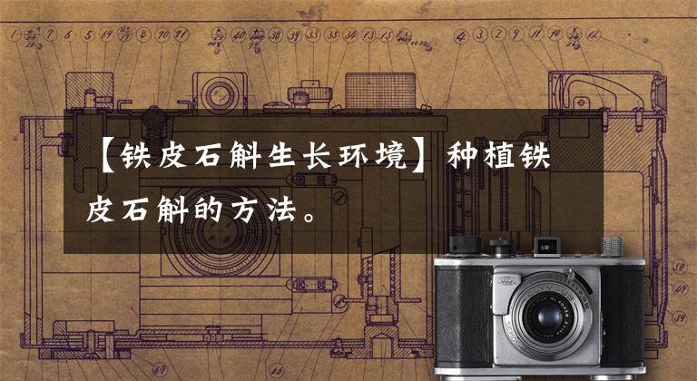 【铁皮石斛生长环境】种植铁皮石斛的方法。