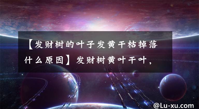 【发财树的叶子发黄干枯掉落什么原因】发财树黄叶干叶，有4种“情况”，及时改善，轻松缓解黄叶问题
