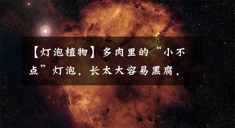 【灯泡植物】多肉里的“小不点”灯泡，长太大容易黑腐，控制生长速度很重要