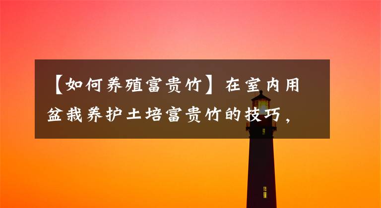 【如何养殖富贵竹】在室内用盆栽养护土培富贵竹的技巧，怎么防止黄叶？