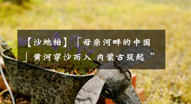 【沙地柏】「母亲河畔的中国」黄河穿沙而入 内蒙古筑起“保卫黄河”绿色屏障