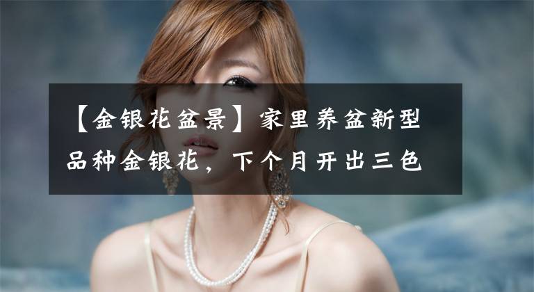 【金银花盆景】家里养盆新型品种金银花，下个月开出三色花瀑布，满院子飘香