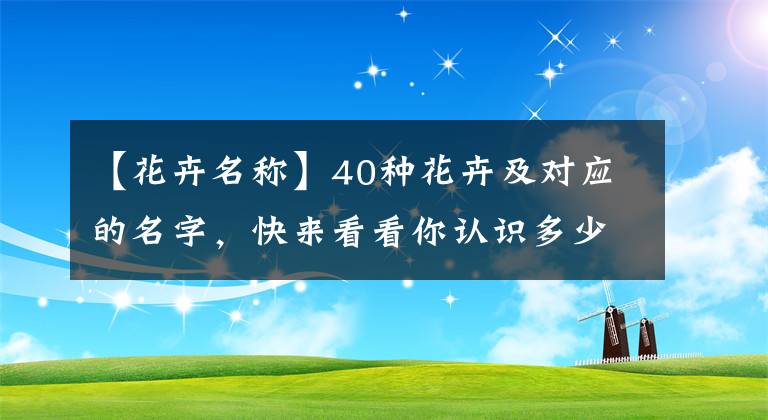 【花卉名称】40种花卉及对应的名字，快来看看你认识多少