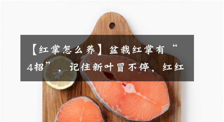 【红掌怎么养】盆栽红掌有“4招”，记住新叶冒不停，红红火火开爆盆