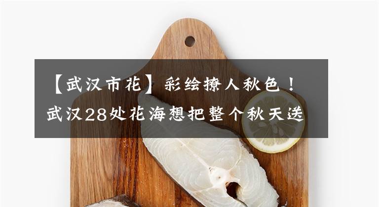 【武汉市花】彩绘撩人秋色！武汉28处花海想把整个秋天送给你