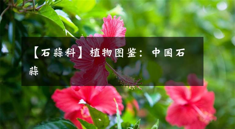 【石蒜科】植物图鉴：中国石蒜