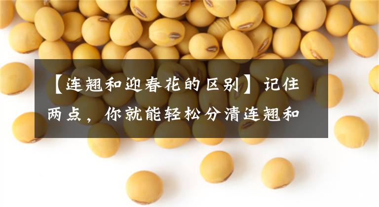 【连翘和迎春花的区别】记住两点，你就能轻松分清连翘和迎春花