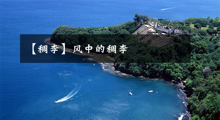 【稠李】风中的稠李