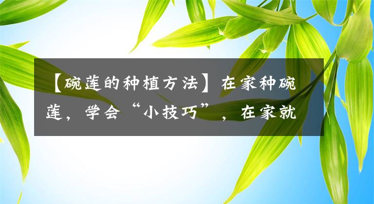【碗莲的种植方法】在家种碗莲，学会“小技巧”，在家就能赏荷花，太美了
