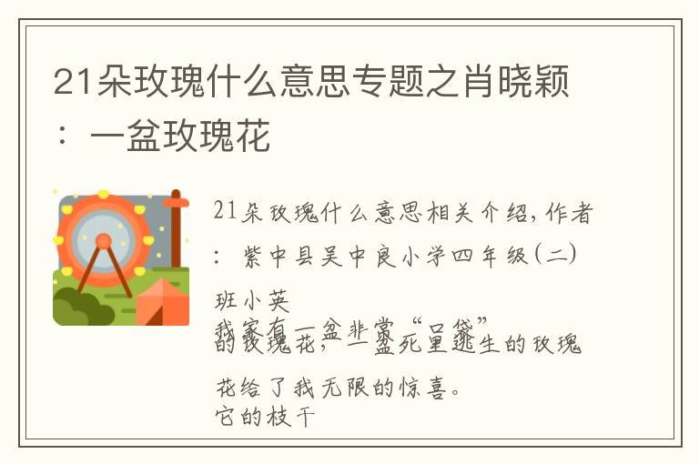 21朵玫瑰什么意思专题之肖晓颖：一盆玫瑰花