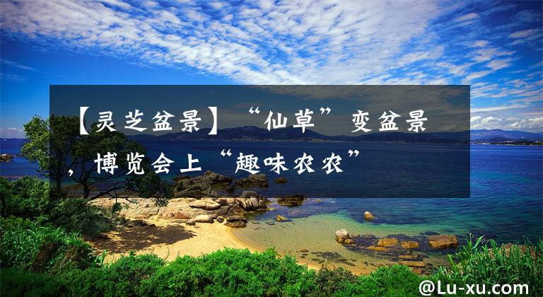 【灵芝盆景】“仙草”变盆景，博览会上“趣味农农”