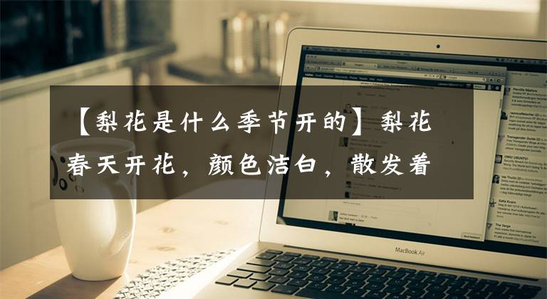 【梨花是什么季节开的】梨花春天开花，颜色洁白，散发着雪花般浓郁的香气