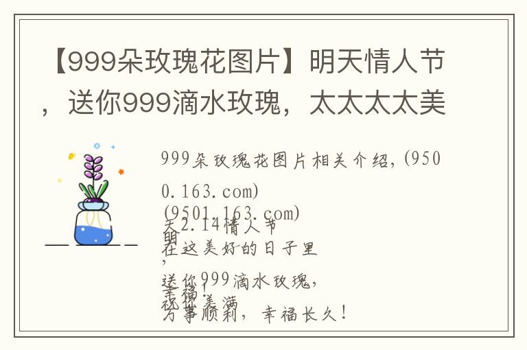 【999朵玫瑰花图片】明天情人节，送你999滴水玫瑰，太太太太美了，祝你美满幸福