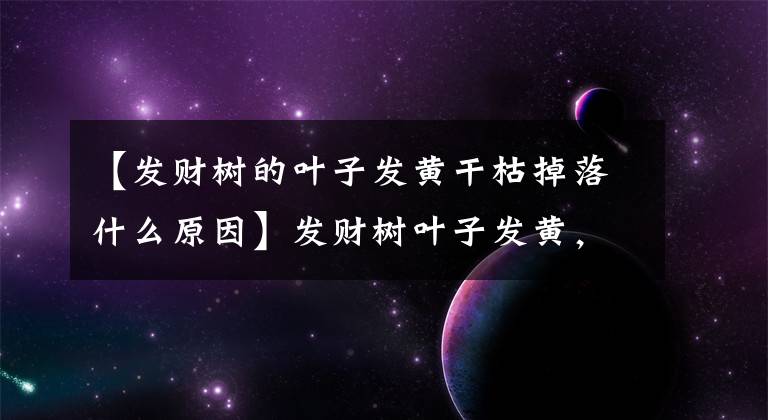 【发财树的叶子发黄干枯掉落什么原因】发财树叶子发黄，除了浇水过多，还有10个别的原因，你知道吗？