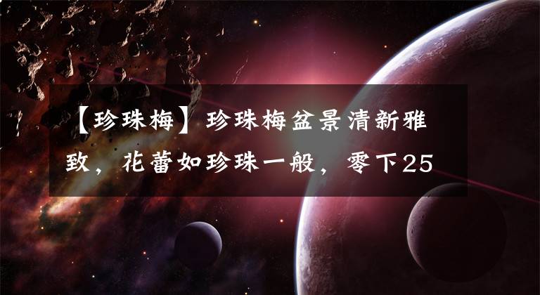 【珍珠梅】珍珠梅盆景清新雅致，花蕾如珍珠一般，零下25度都冻不死