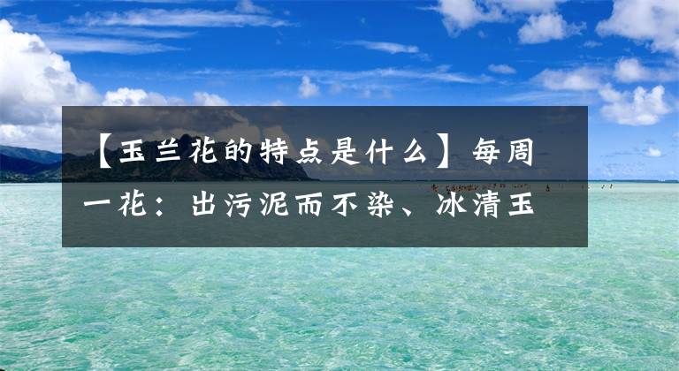 【玉兰花的特点是什么】每周一花：出污泥而不染、冰清玉洁的玉兰花