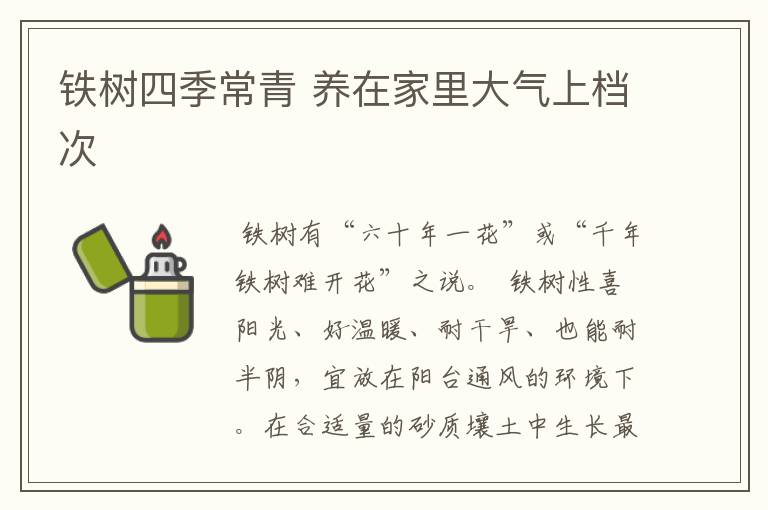铁树四季常青 养在家里大气上档次