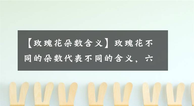 【玫瑰花朵数含义】玫瑰花不同的朵数代表不同的含义，六朵玫瑰代表什么