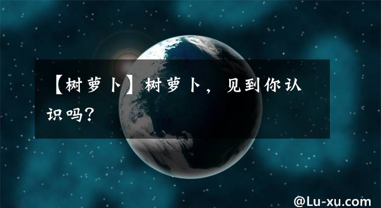 【树萝卜】树萝卜，见到你认识吗？
