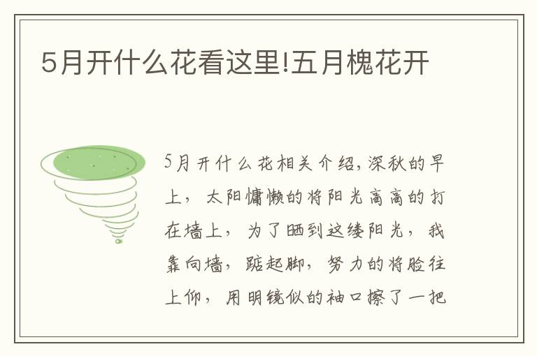 5月开什么花看这里!五月槐花开