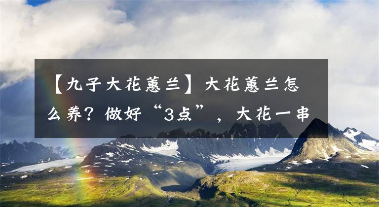 【九子大花蕙兰】大花蕙兰怎么养？做好“3点”，大花一串串、艳丽多姿、不停盛开