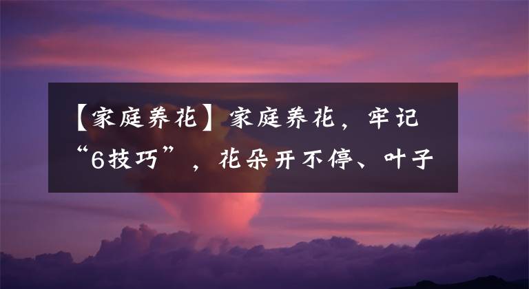 【家庭养花】家庭养花，牢记“6技巧”，花朵开不停、叶子绿油油、健壮旺盛