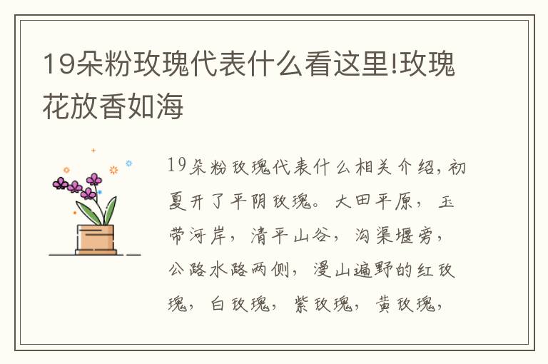 19朵粉玫瑰代表什么看这里!玫瑰花放香如海