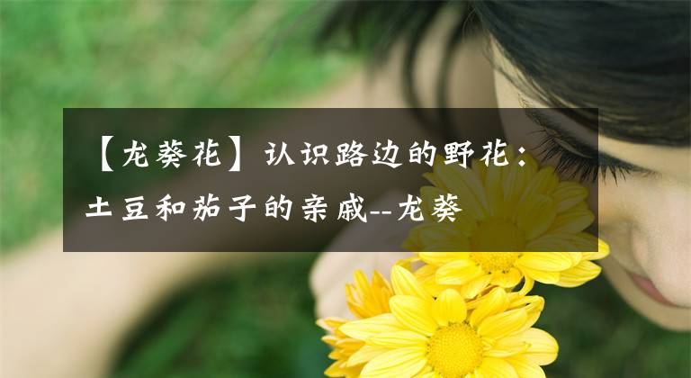 【龙葵花】认识路边的野花：土豆和茄子的亲戚--龙葵