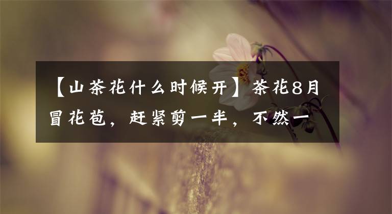 【山茶花什么时候开】茶花8月冒花苞，赶紧剪一半，不然一年没花赏