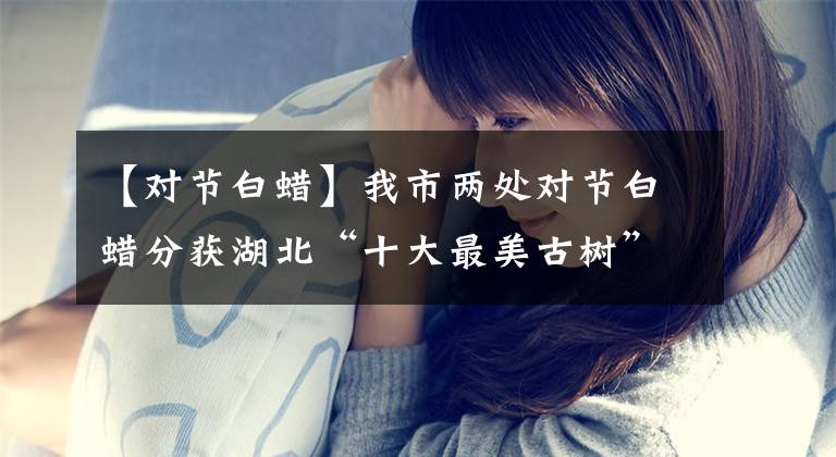 【对节白蜡】我市两处对节白蜡分获湖北“十大最美古树”“五大树王”美誉