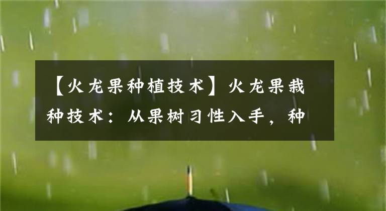 【火龙果种植技术】火龙果栽种技术：从果树习性入手，种植零失败