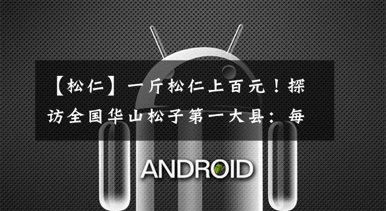 【松仁】一斤松仁上百元！探访全国华山松子第一大县：每吨松仁卖十几万元，东北收购商忙抢货