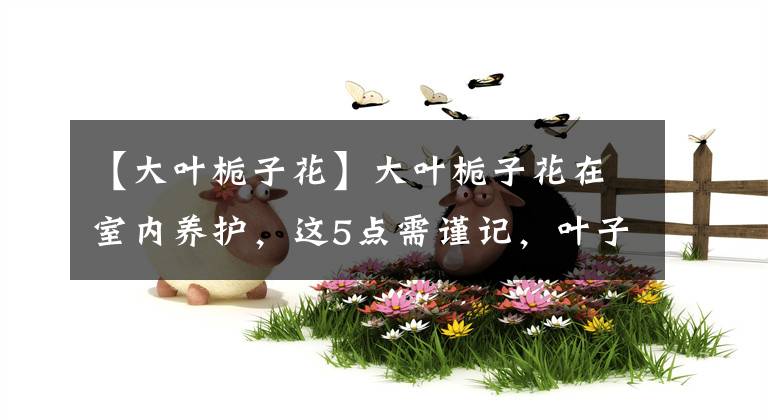 【大叶栀子花】大叶栀子花在室内养护，这5点需谨记，叶子呼呼长