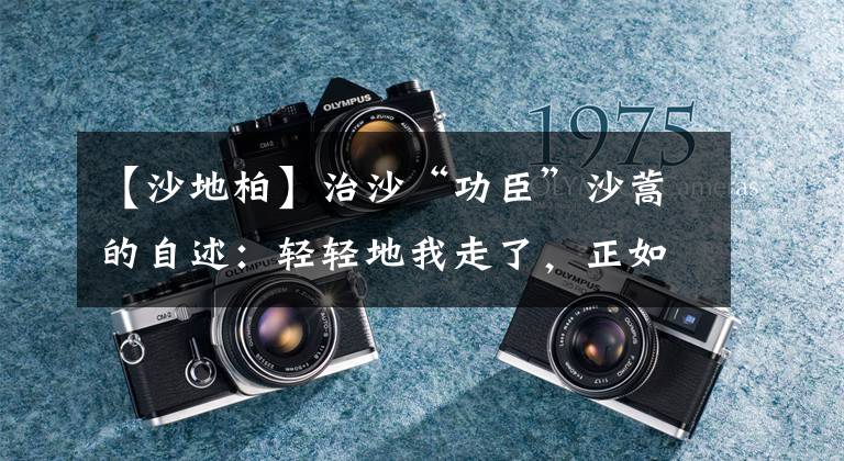 【沙地柏】治沙“功臣”沙蒿的自述：轻轻地我走了，正如我轻轻地来