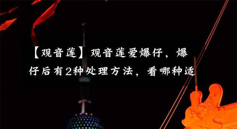 【观音莲】观音莲爱爆仔，爆仔后有2种处理方法，看哪种适合你？