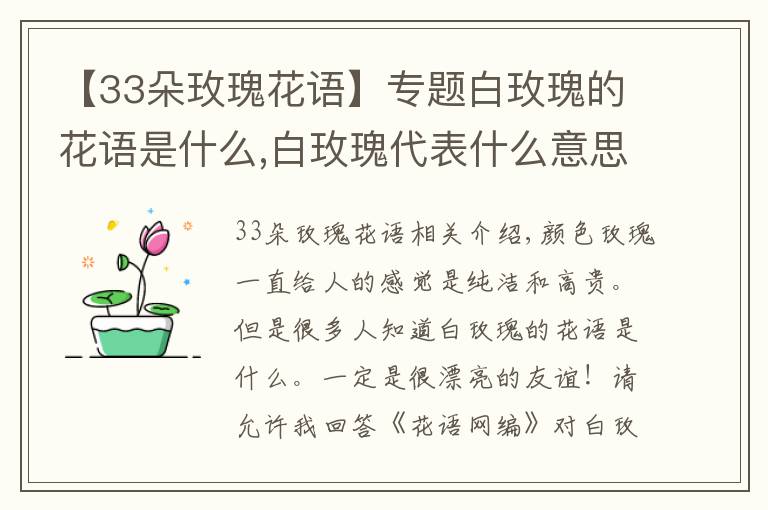 【33朵玫瑰花语】专题白玫瑰的花语是什么,白玫瑰代表什么意思(纯纯的爱)