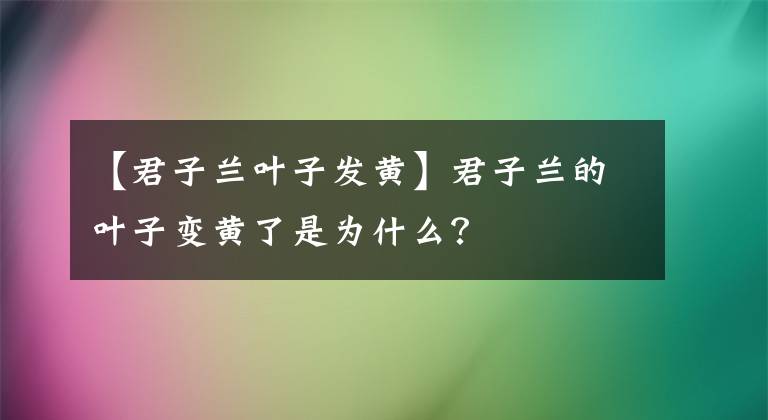 【君子兰叶子发黄】君子兰的叶子变黄了是为什么？