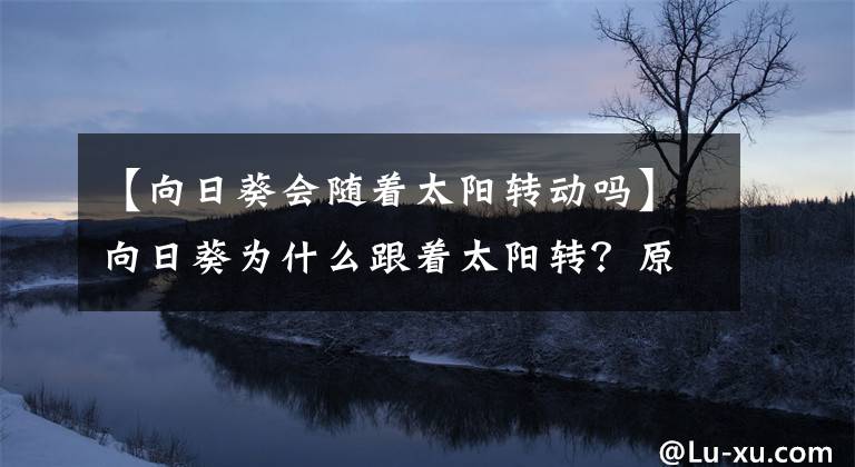 【向日葵会随着太阳转动吗】向日葵为什么跟着太阳转？原来是个"舔狗"的故事…