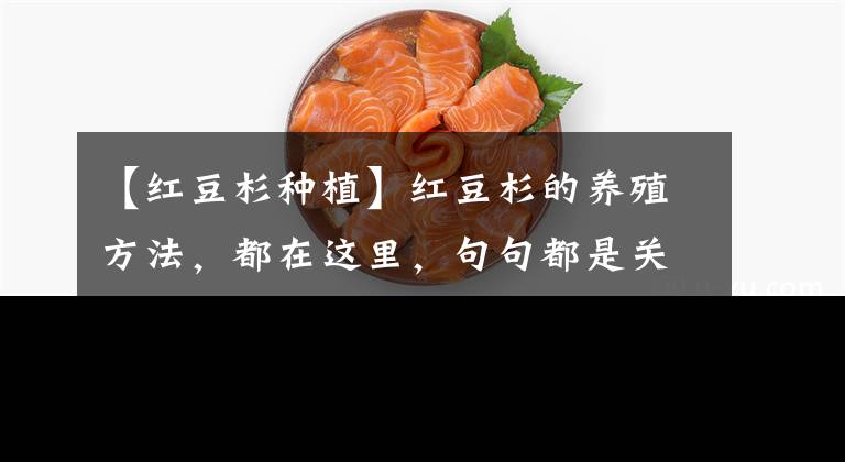 【红豆杉种植】红豆杉的养殖方法，都在这里，句句都是关键点