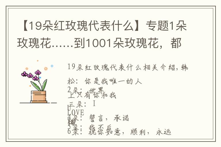 【19朵红玫瑰代表什么】专题1朵玫瑰花……到1001朵玫瑰花，都代表什么，你知道吗？