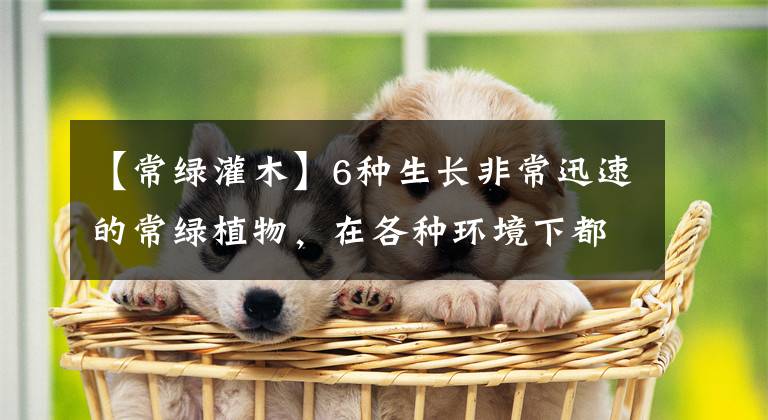 【常绿灌木】6种生长非常迅速的常绿植物，在各种环境下都能生长旺盛