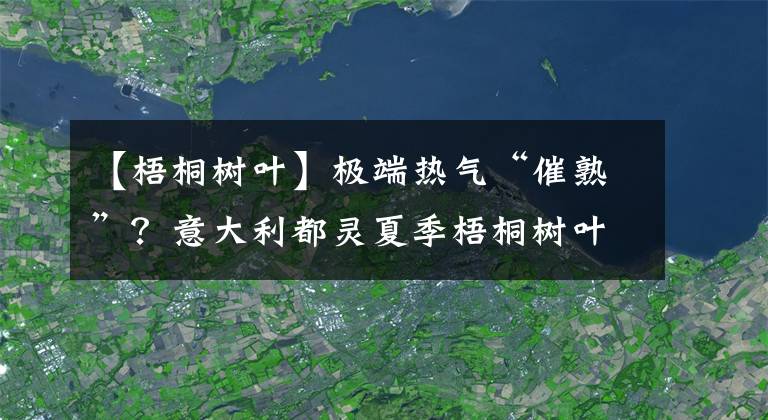 【梧桐树叶】极端热气“催熟”？意大利都灵夏季梧桐树叶凋零