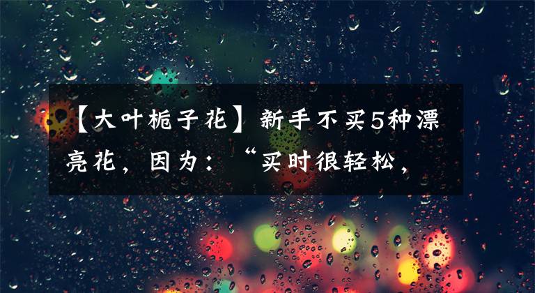【大叶栀子花】新手不买5种漂亮花，因为：“买时很轻松，养死也轻松”