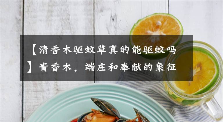 【清香木驱蚊草真的能驱蚊吗】青香木，端庄和奉献的象征更是驱蚊的神器