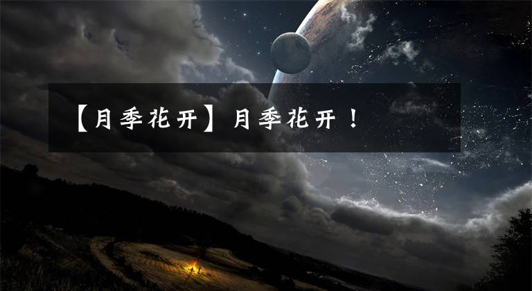 【月季花开】月季花开！