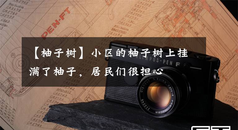【柚子树】小区的柚子树上挂满了柚子，居民们很担心
