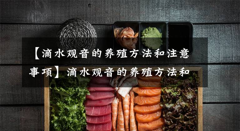 【滴水观音的养殖方法和注意事项】滴水观音的养殖方法和注意事项