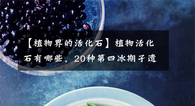 【植物界的活化石】植物活化石有哪些，20种第四冰期孑遗植物，您看看哪个眼熟