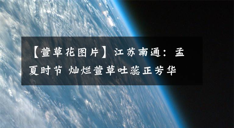 【萱草花图片】江苏南通：孟夏时节 灿烂萱草吐蕊正芳华